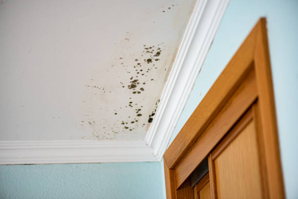 Mold Removal Process in Muniz, TX