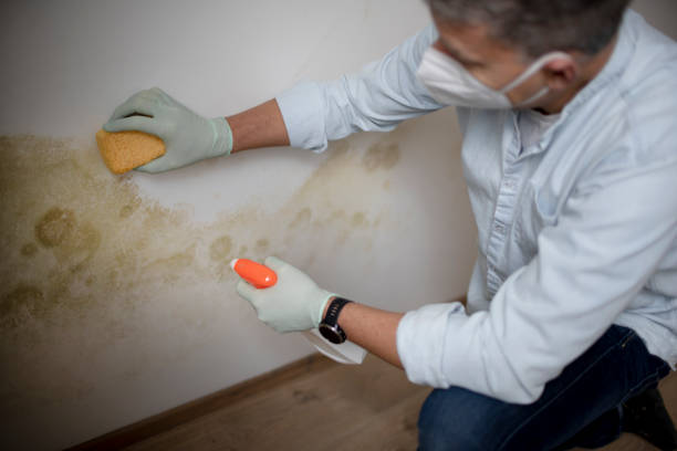 Best Best Mold Removal Companies  in Muniz, TX