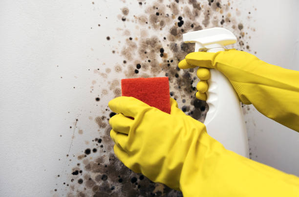 Best Mold Remediation  in Muniz, TX